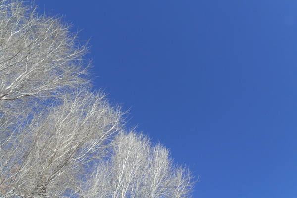 Winter Trees And Blue Sky 3 by Sherrie Larch