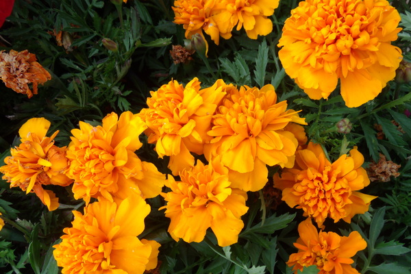 French Marigold 1 by Sherrie Larch
