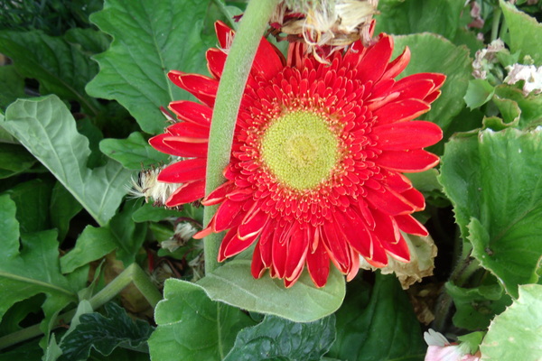 Red and Yellow Gerbera 1 by Sherrie Larch