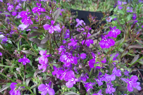 Purple Lobelia 1 by Sherrie Larch