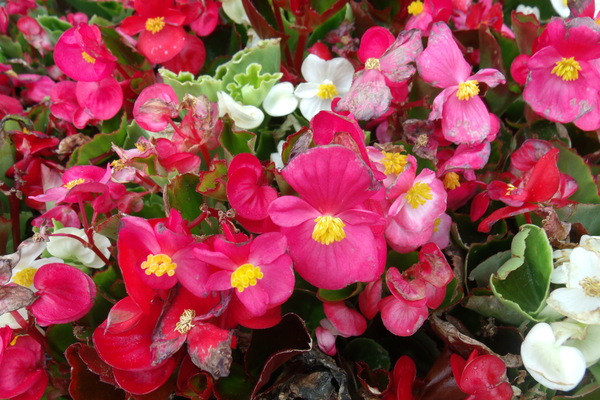 Summertime Begonias 1 by Sherrie Larch