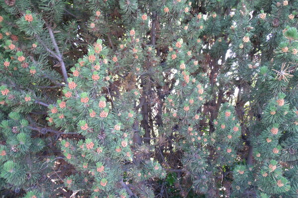 Mountain Pine 1 Print