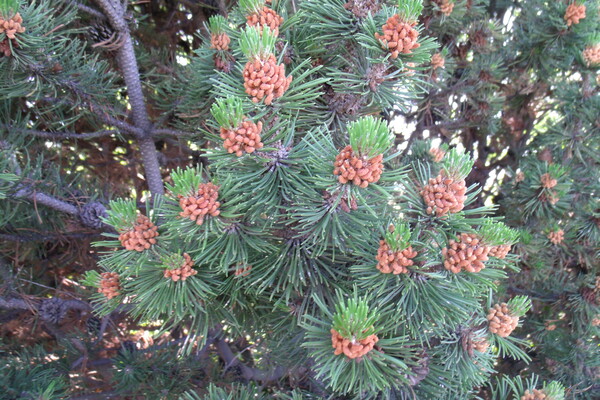 Mountain Pine 2 Print