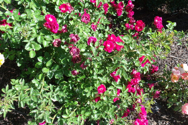 Drift Roses 1 by Sherrie Larch