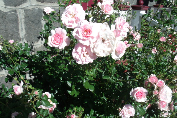 Rosa Bonica 1 by Sherrie Larch