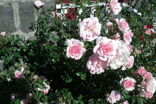 Rosa Bonica 2 by Sherrie Larch