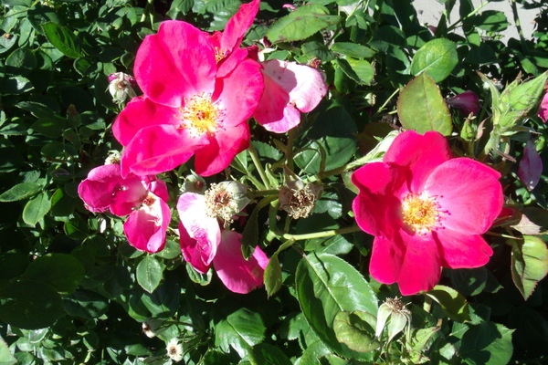 Red Rambling Roses 1 by Sherrie Larch