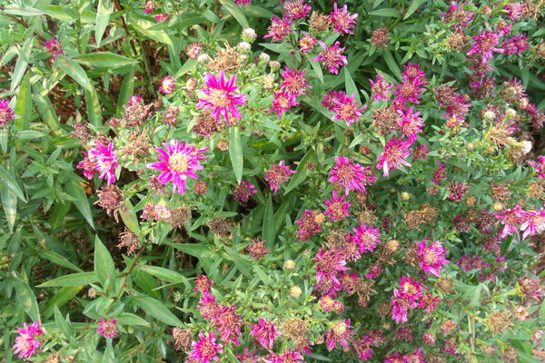 New England Asters 1 by Sherrie Larch