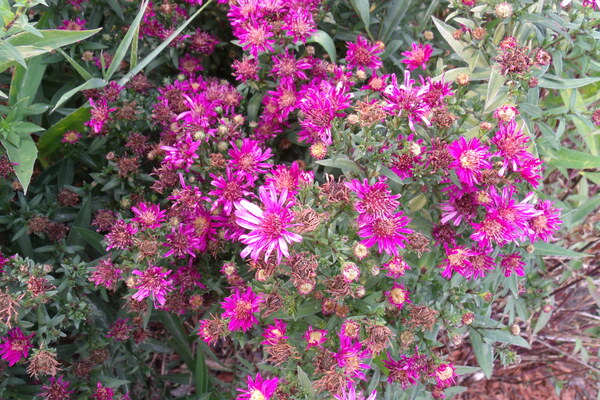New England Asters 2 by Sherrie Larch