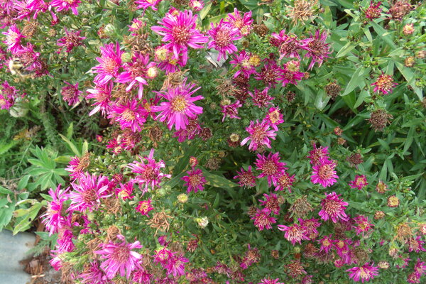 New England Asters 3 by Sherrie Larch