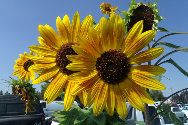 Sunflowers 1 Print