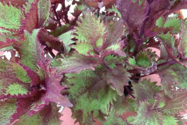 Coleus 1 Print