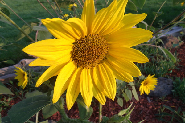 Sunflower 2 Print
