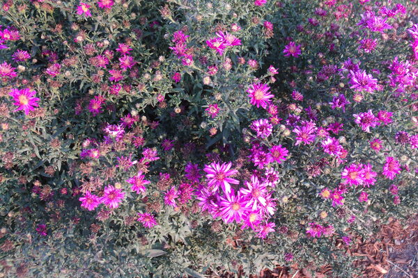 New England Asters 4 by Sherrie Larch