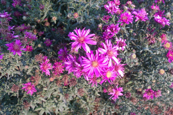 New England Asters 5 by Sherrie Larch