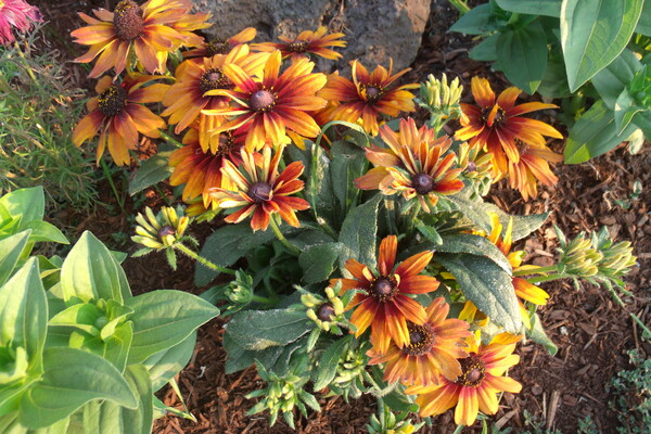 RUDBECKIA CAPPUCCINO 1  by Sherrie Larch