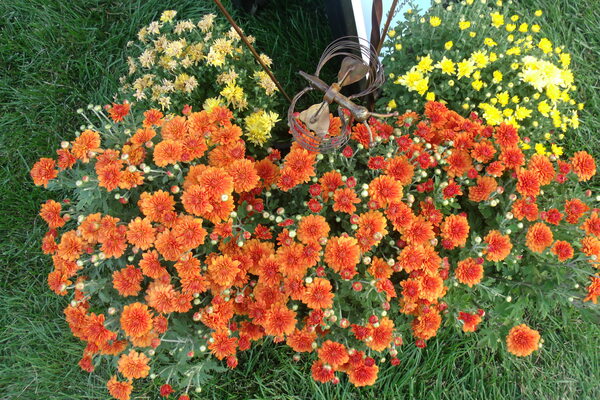 Chrysanthemum Hailey Orange 1 by Sherrie Larch