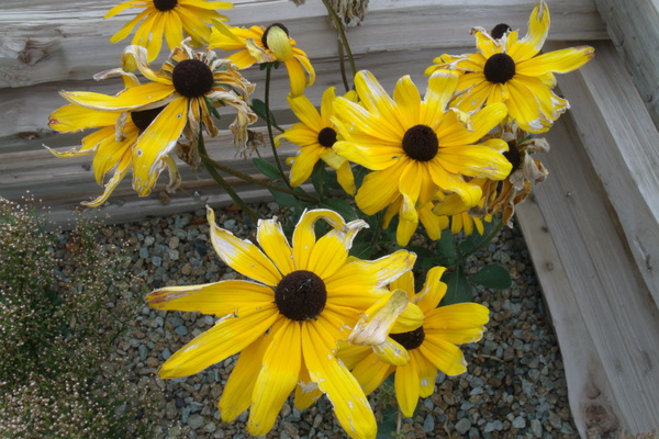 Black-Eyed Susans 3 by Sherrie Larch