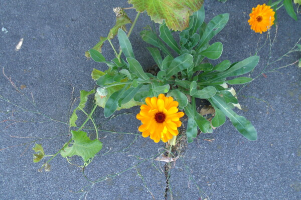 Sidewalk Calendula Stellata 1 by Sherrie Larch