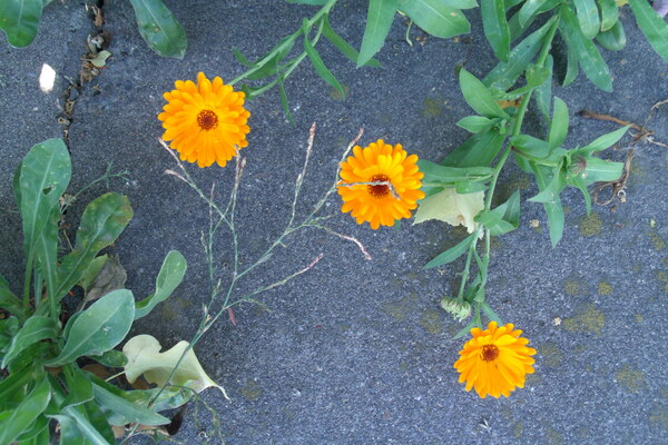Sidewalk Calendula Stellata 2 by Sherrie Larch