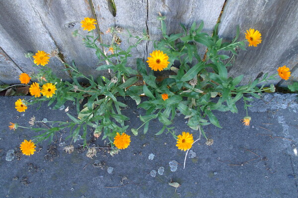 Sidewalk Calendula Stellata 3 by Sherrie Larch
