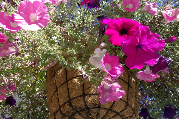 Flower Baskets 1 Print