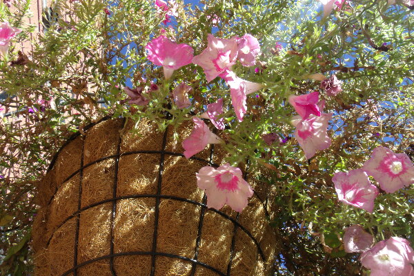 Flower Baskets 2 Print