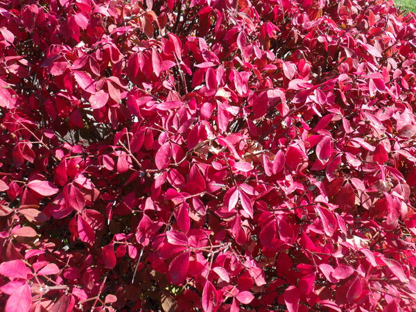 Red Leaves 1 by Sherrie Larch