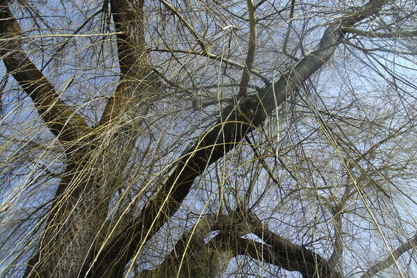  Winter Willow 1 Print