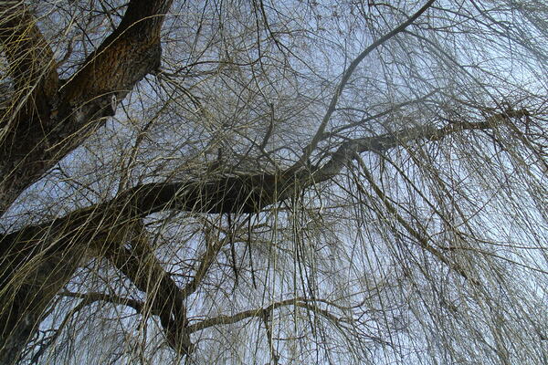 Winter Willow 2 Print