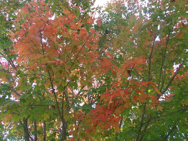 Gold In The Green 1 by Sherrie Larch