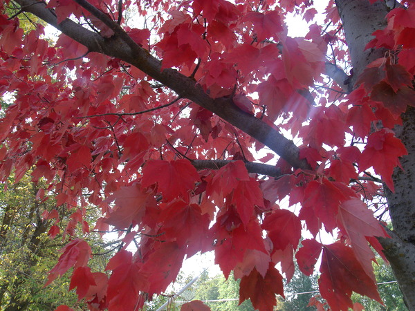 Maple Leaves 1 Print
