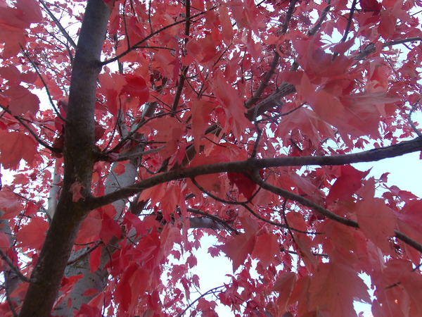 Maple Leaves 2 Print