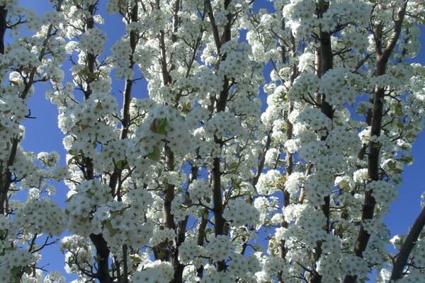 White Cherry Blossoms 1 by Sherrie Larch