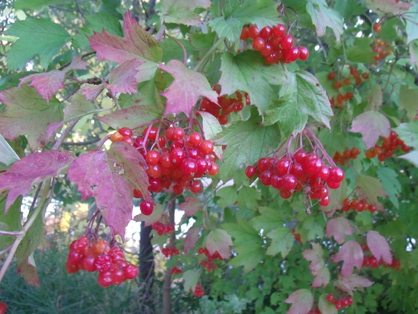 Autumn Red Berries 1 by Sherrie Larch