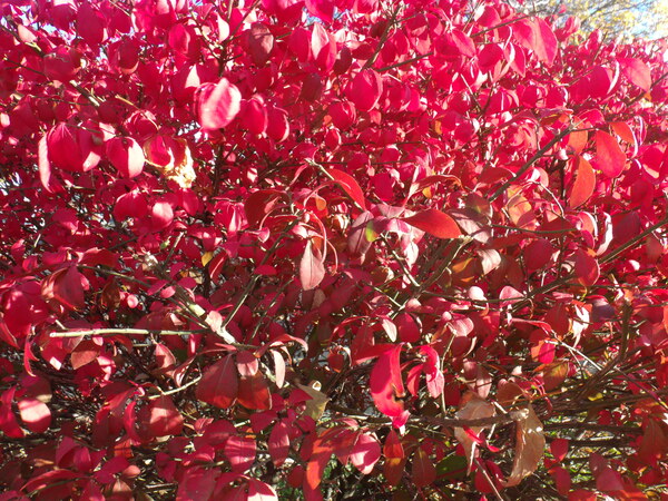 Red Leaves 2 Print