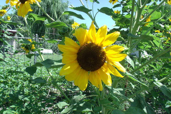 Sunflower 4 Print
