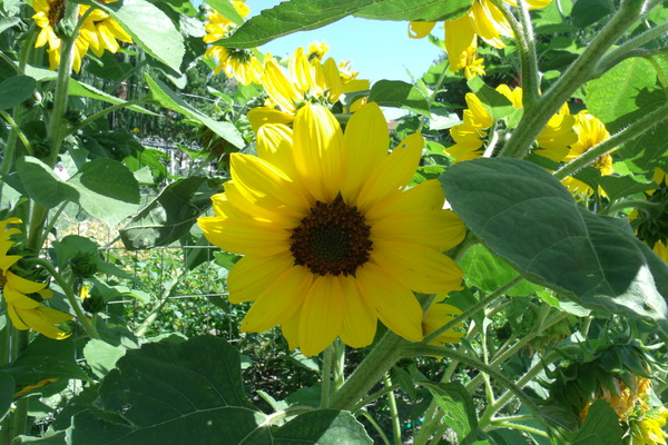 Sunflower 5 Print