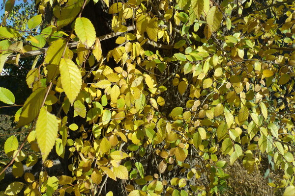 Golden Leaves 1 by Sherrie Larch