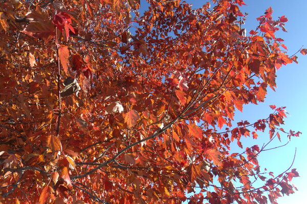 Autumn In Orange 1 by Sherrie Larch