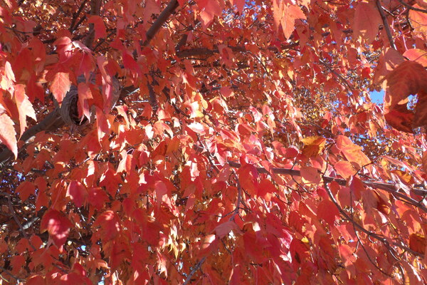 Autumn In Orange 2 by Sherrie Larch