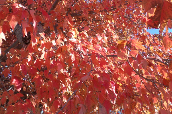 Autumn In Orange 3 by Sherrie Larch