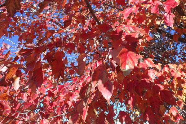 Autumn In Orange 4 by Sherrie Larch