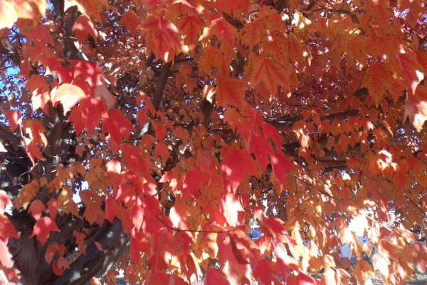 Autumn In Orange 5 by Sherrie Larch