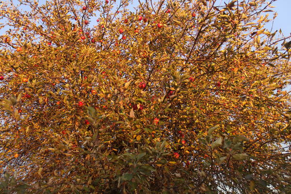 October Apple Tree 1  by Sherrie Larch
