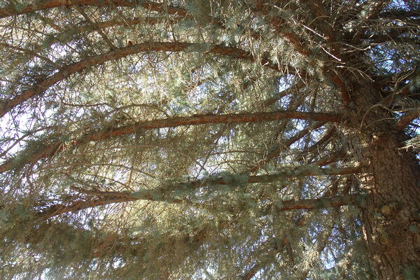 Cemetery Old Pine 1  by Sherrie Larch