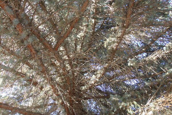 Cemetery Old Pine 2 by Sherrie Larch