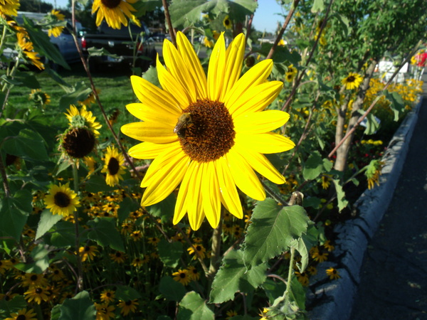 Sunflower 6 Print