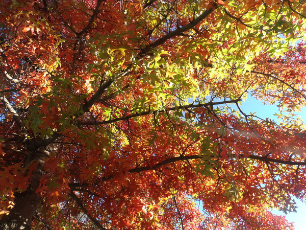 Autumn In Vivid Sunshine 1 by Sherrie Larch