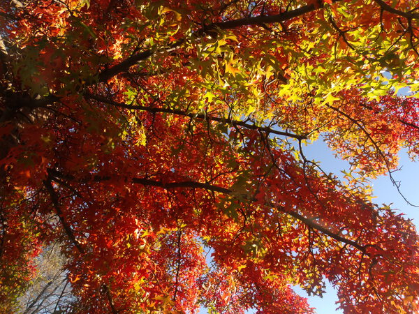 Autumn In Vivid Sunshine 2 by Sherrie Larch